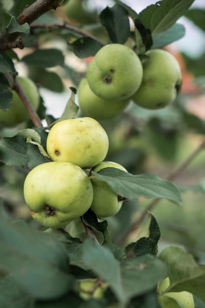 Branch with green apples