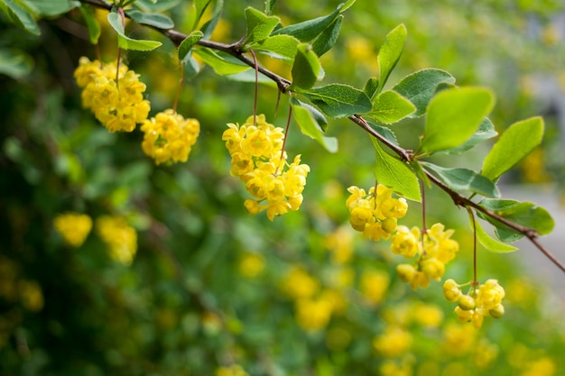 Branch with green leaves and hanging yellow flowers and buds on green-yellow.