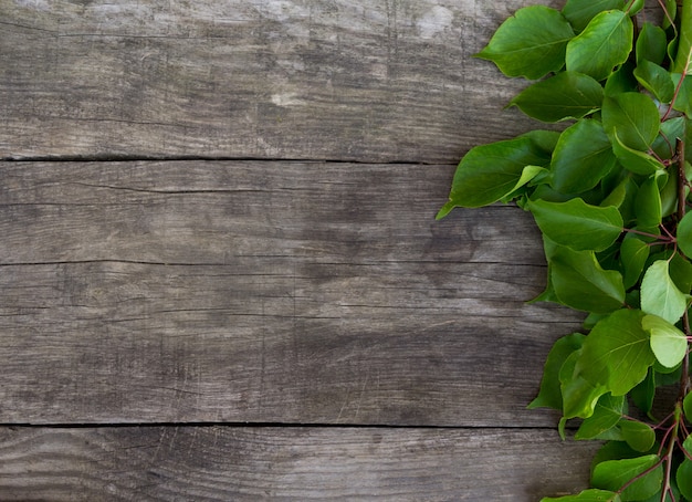 Branch with green leaves