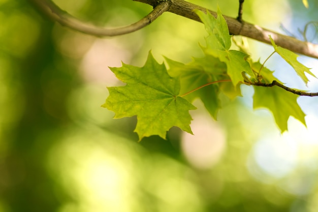 Branch with green maple leaves 