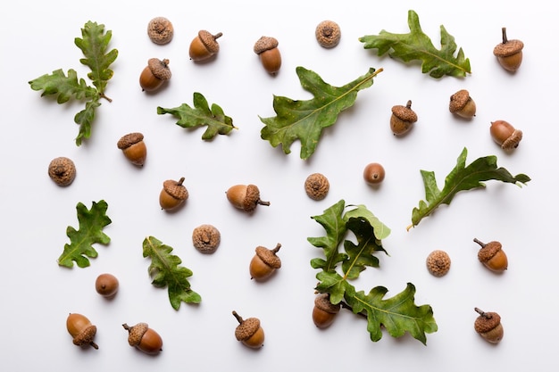 Branch with green oak tree leaves and acorns on colored background close up top view