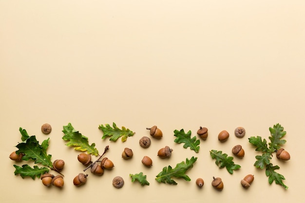 Branch with green oak tree leaves and acorns on colored background close up top view