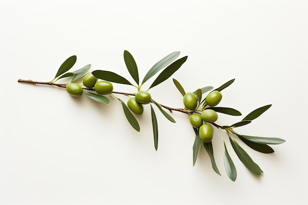 a branch with green olives