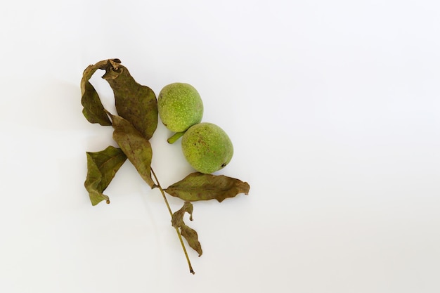 A branch with green pears on it