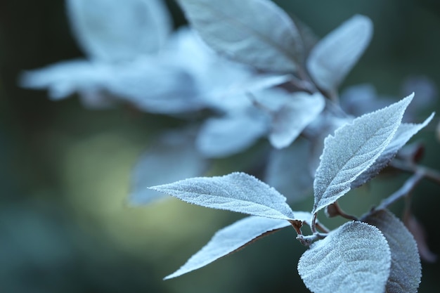 A branch with green tree leaves closeup