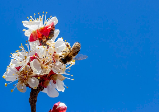 A branch with inflorescences against a background of blue sky and a bee that collects honey from the flowers of apricot fruit trees Agriculture and fruit growing