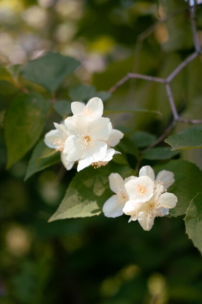 Branch with jasmine flowers