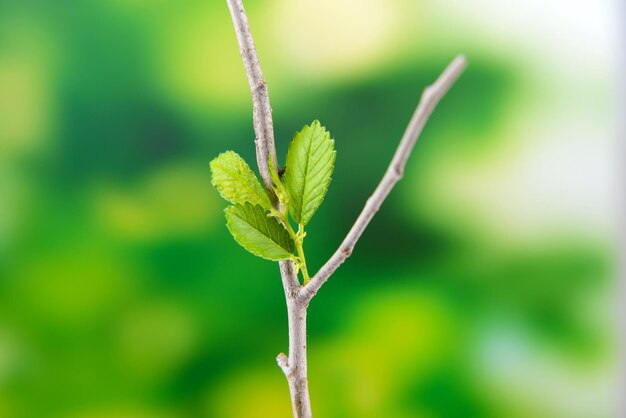 Branch with leaf on bright background