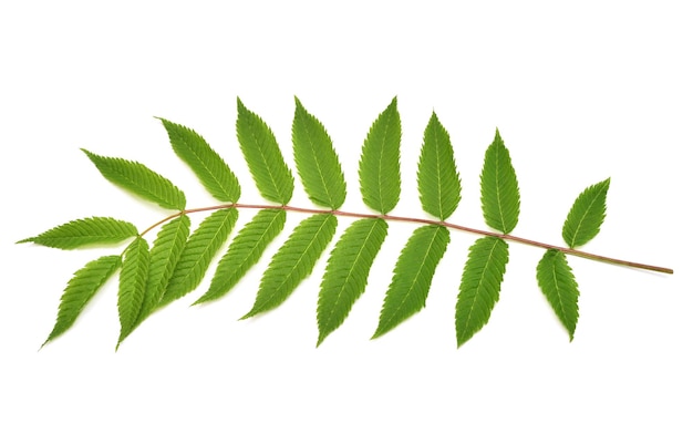 Фото Ветка с листьями астильбы на белом фоне ветка зеленого листа весеннее время плоский вид сверху