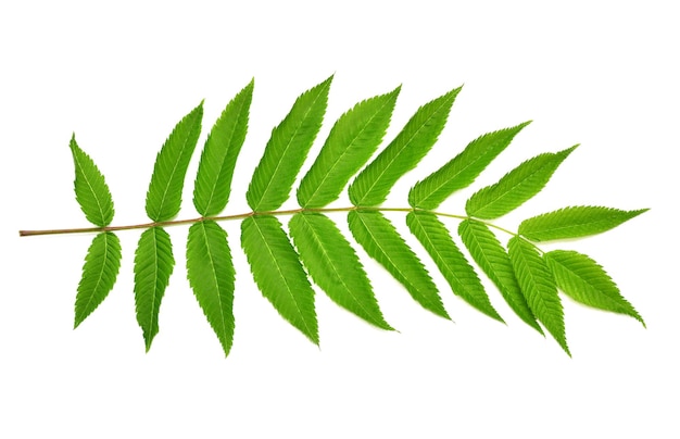 Photo branch with leaves astilba isolated on white background twig green leaf spring time flat lay top view