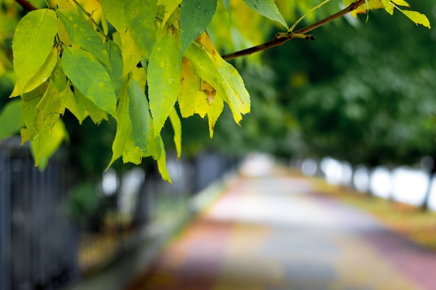 都市公園の路地の背景に葉と枝