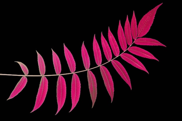 Branch with leaves on a black background vegetation and botany