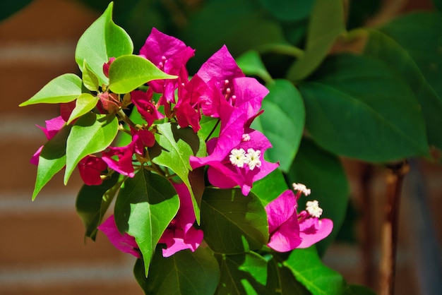 Branch with leaves and bougainvillea flowers.