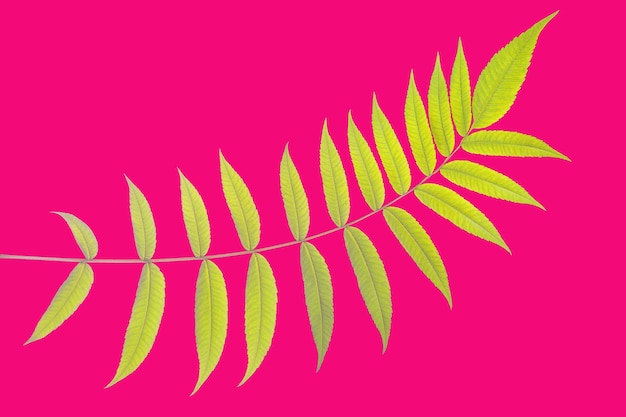 Photo branch with leaves on a colored background vegetation and botany