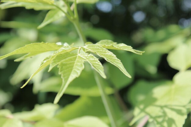 Branch with leaves in the forest closeup on a blurred background