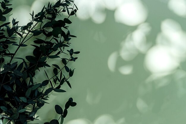 Branch with leaves on a green surface