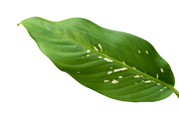 Branch with leaves isolated on white background,