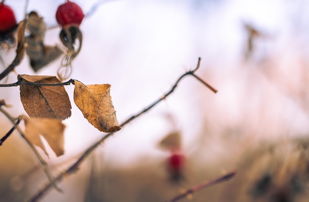 A branch with leaves and a red berry on it