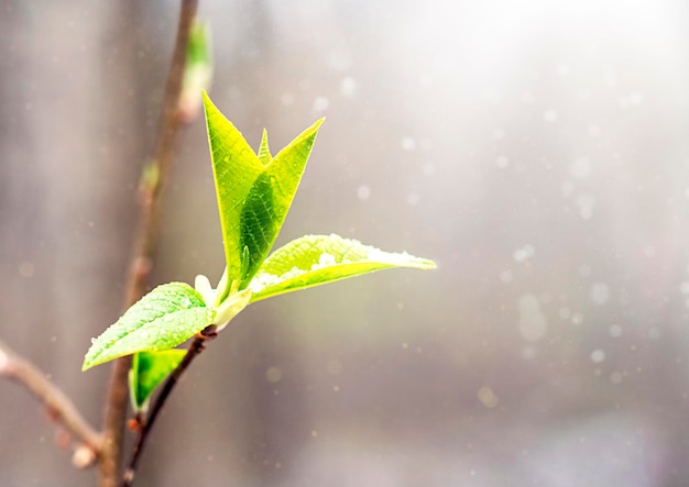 A branch with leaves in the sunlight with room for text A natural natural background