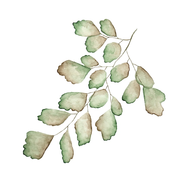 Branch with leaves watercolor painted 
on white