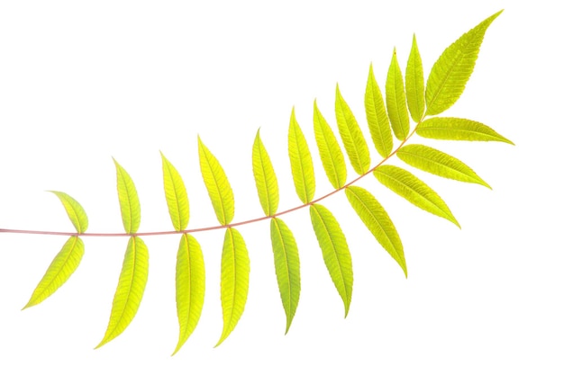 Branch with leaves on a white background vegetation and botany