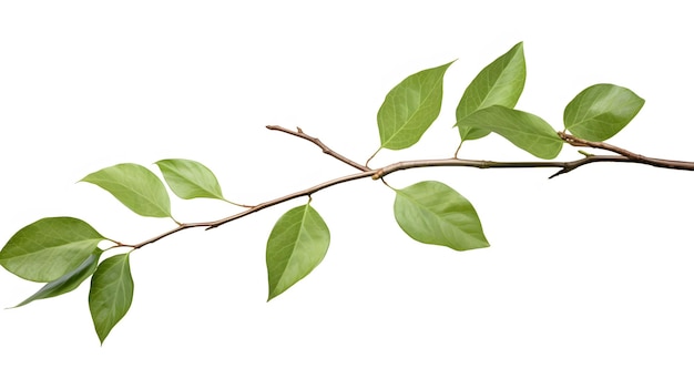 Branch with leaves with texture veins and cells