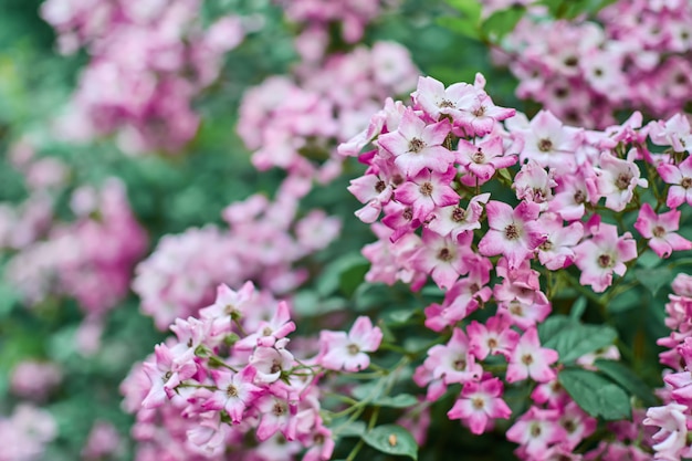 白とピンクの花がたくさんある枝