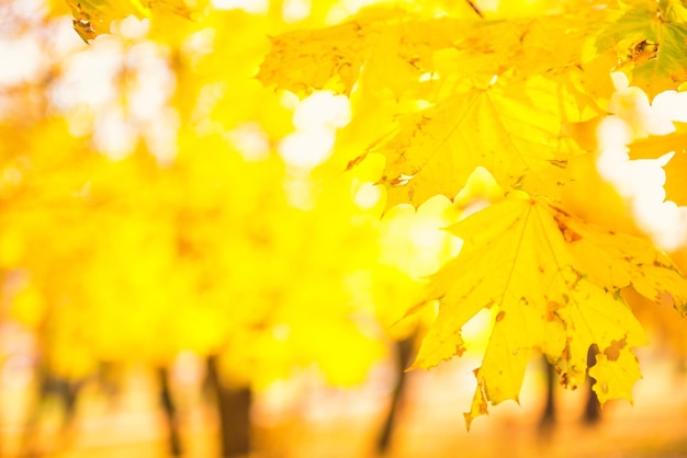 Branch with maple leaves on autumn park background