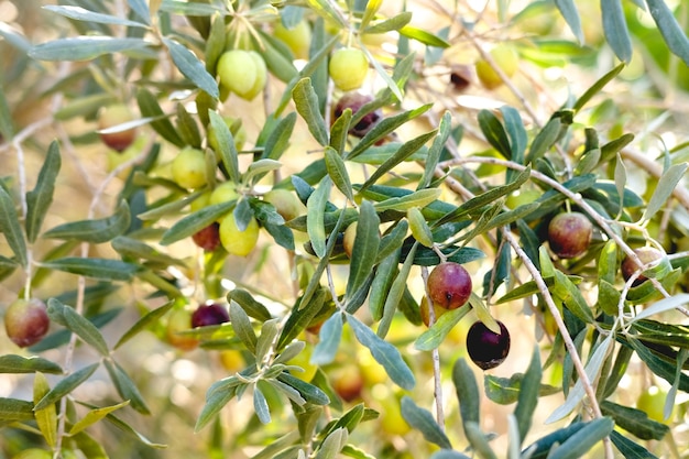 branch with olive fruit