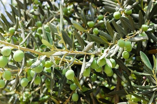 Branch with olives on olive tree background