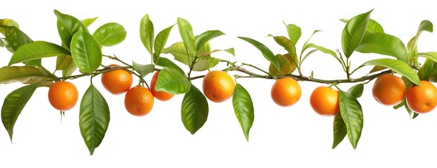 Photo branch with oranges hanging