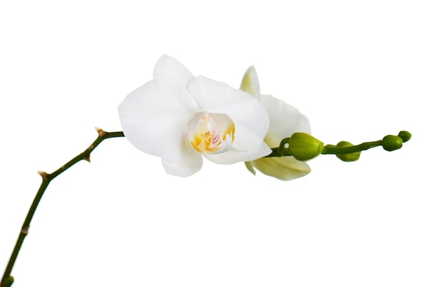 Branch with orchid flowers isolated on white .