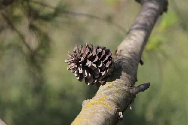 branch with pine cones in the forest