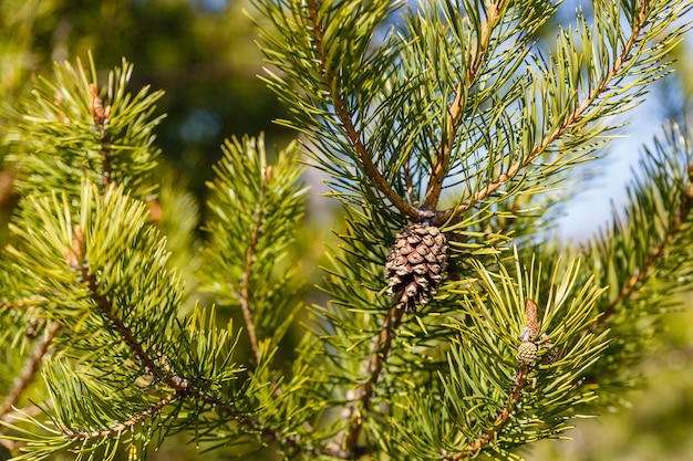 Branch with pinecone