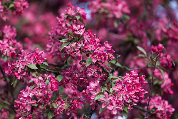 Branch with pink apple flowers