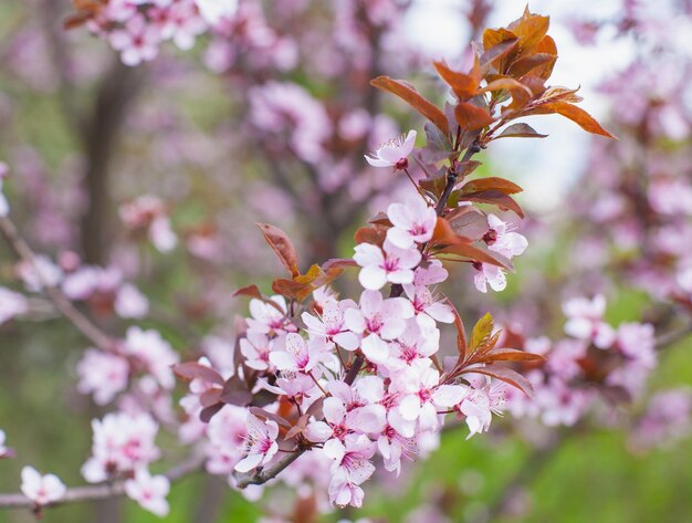 Branch with pink blossoms