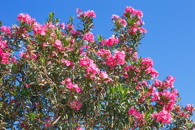 a branch with pink flowers on a blue sky background