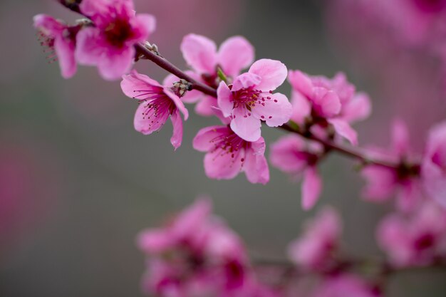 ピンクの花の枝。閉じる