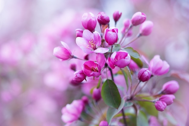 ピンクの花の枝をクローズアップ