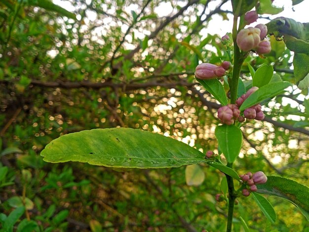 Photo a branch with pink flowers and a green leaf that says quot spring quot