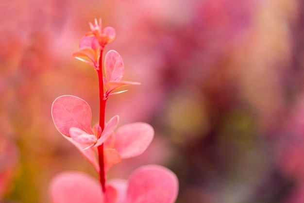 흐린 배경에 분홍색 잎이 있는 가지