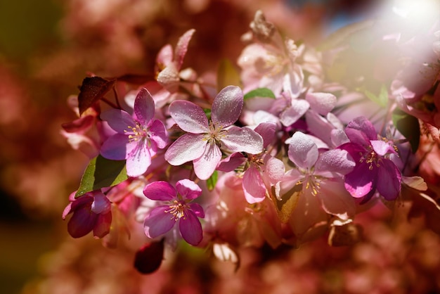 Branch with pink sakura flowers Blooming branches of a cherry tree on a sunny day