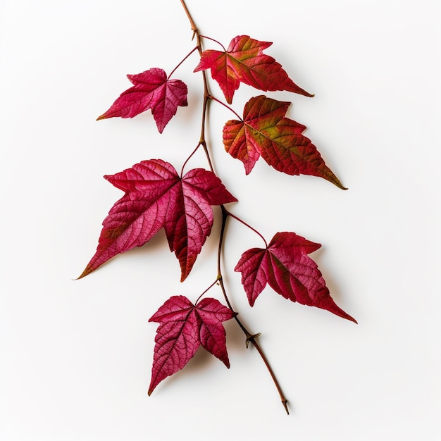 a branch with red leaves that says " autumn ".