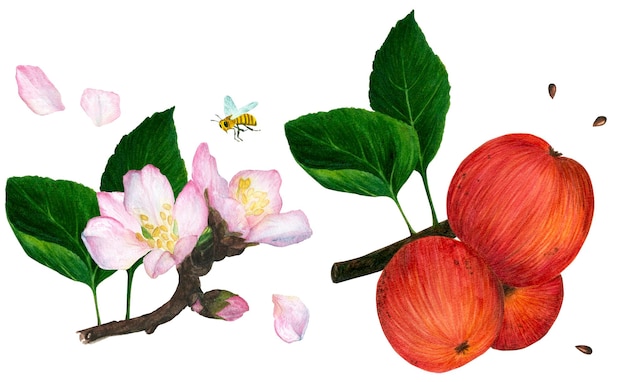 A branch with red ripe apples and a branch with pink apple blossoms handmade Watercolor illustration