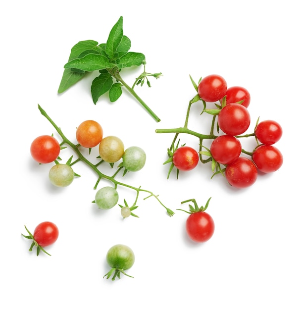 Branch with red ripe cherry tomato and green leaves