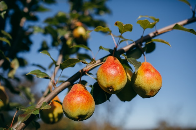 A branch with ripe pears catching the sunlight 