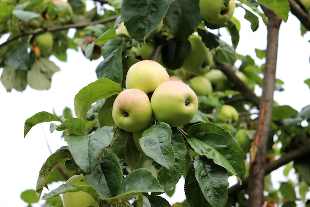 A branch with ripe yellow apples of the Sergiana variety