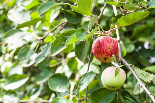 Branch with ripering apples in garden in summer