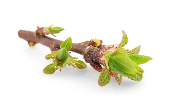 Branch with small leaves on white background