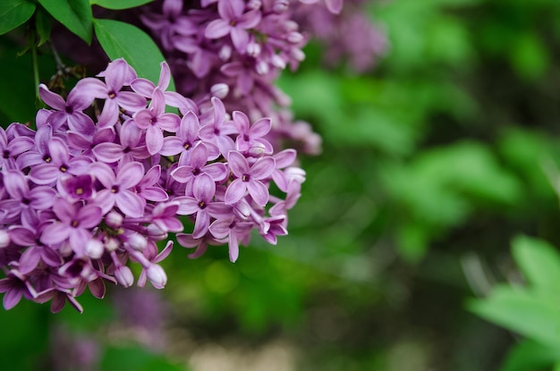 春のライラックの花と枝